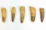 Lot: to Bargain Spinosaurus Teeth - Pieces #142089-1